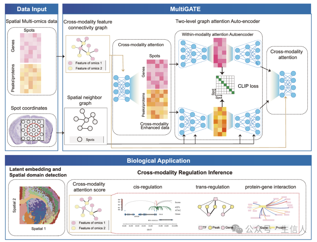 Breaking Through the Challenges of Spatial Multi-Omics Integration! The MultiGATE Tool Emerges to Precisely Decode Tissue Microenvironments and Regulatory Networks