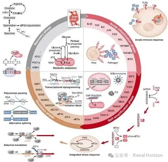 Molecular Mechanisms of Sepsis-Associated Acute Kidney Injury