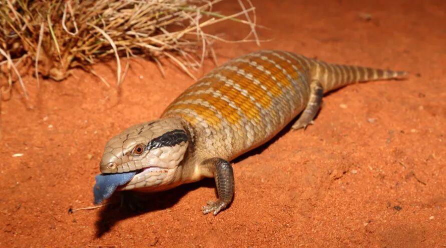 Centralian Bluetongue Skink (Tiliqua multifasciata)