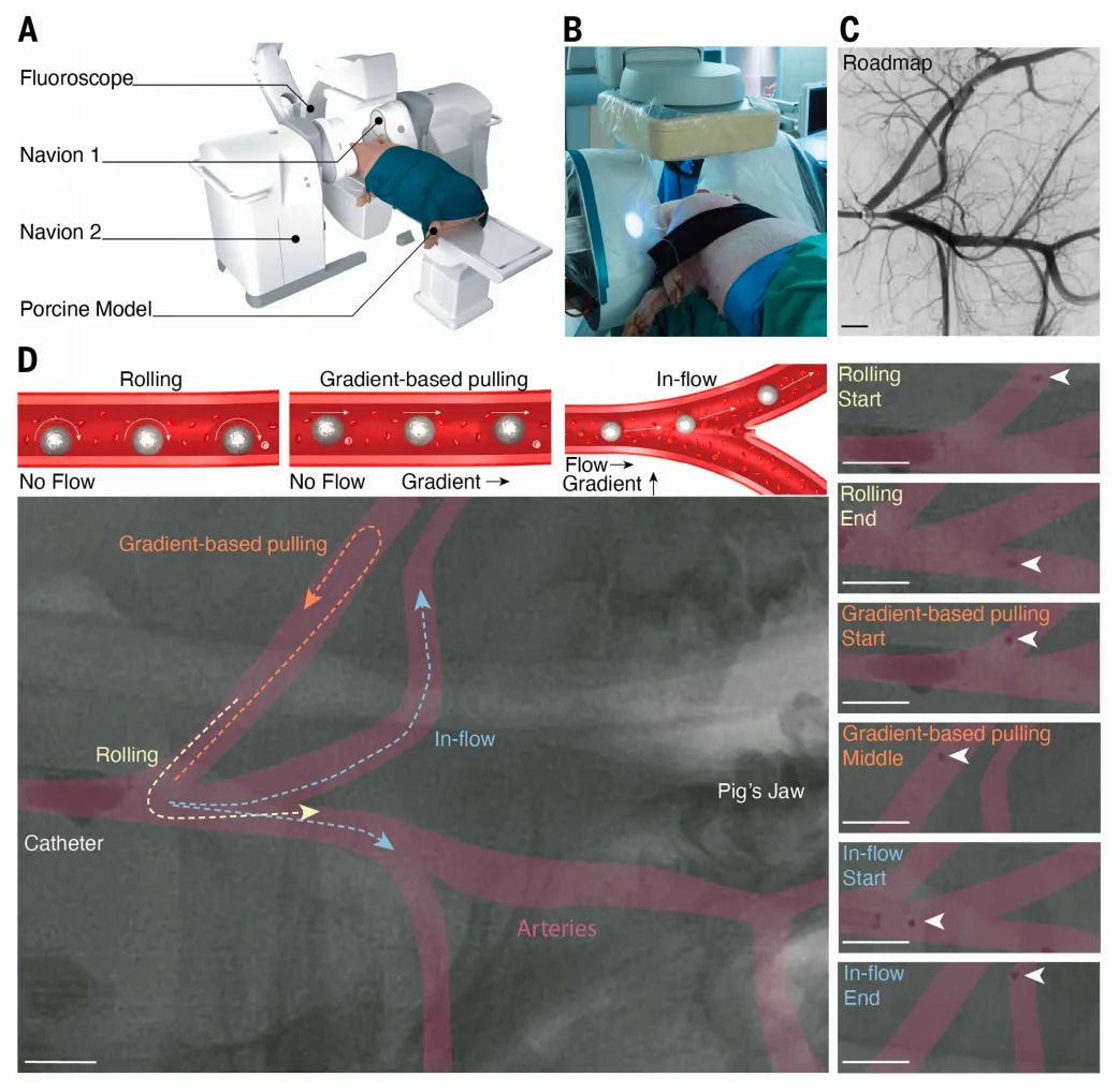 Breakthrough: Scientists Create Microrobots for Precise Drug Delivery Inside the Body, Ready for Human Clinical Trials