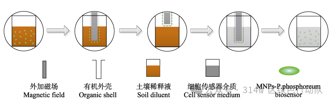 Teaching Experiment Design for Characterizing Biological Toxicity of Polluted Soil Using Magnetic Nanobacterial Sensors