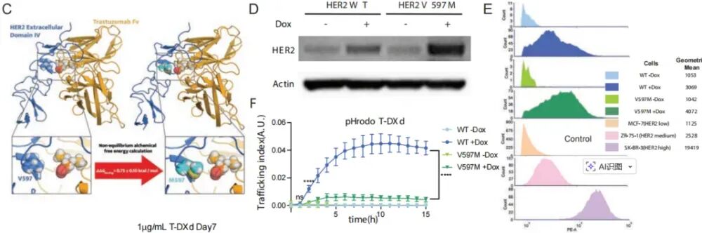 Strategic Planning in ADC Development: How to Innovate in the Crowded HER2 ADC Space?