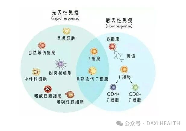 Vitamin C and Immunity