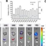 The Continuous Evolution of LNPs