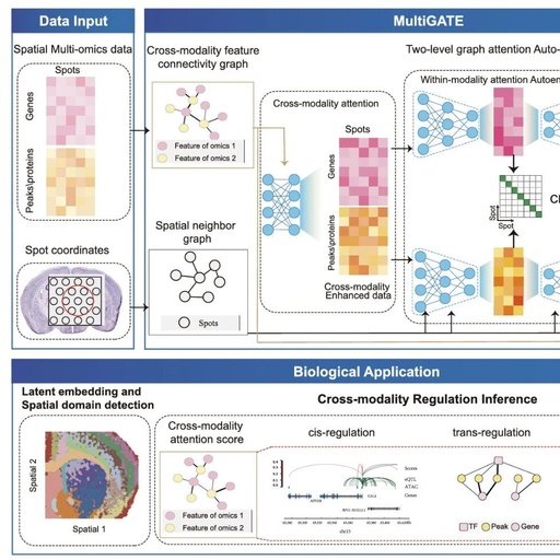 Breaking Through the Challenges of Spatial Multi-Omics Integration! The MultiGATE Tool Emerges to Precisely Decode Tissue Microenvironments and Regulatory Networks