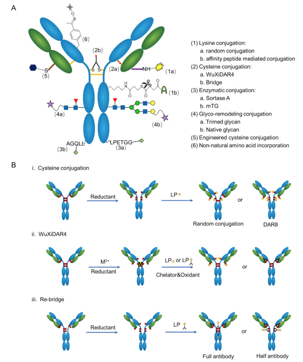 The "Connection Code" of Anti-Cancer ADCs: Unveiling the Advantages and Disadvantages of Three Coupling Technologies