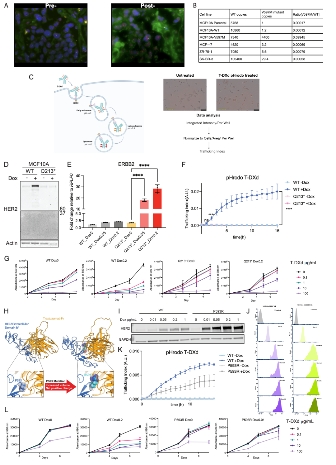 New Strategy for ADC Sensitization: Low-Dose Combination of HER2+TROP2 Dual Agents Outperforms Monotherapy with Significant Tumor Regression