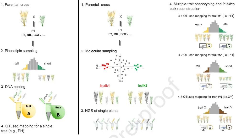 New Product Launch! MultiTrait BSA Achieves Simultaneous Gene Mapping for Multiple Traits, Breaking Through Breeding Efficiency Bottlenecks