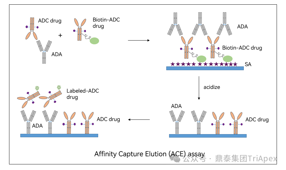 From Single Target to Multidimensional Breakthrough: The New Landscape and Strategic Evolution of Next-Generation ADC Drug Bioanalysis