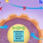 Strategic Planning in ADC Development: How to Innovate in the Crowded HER2 ADC Space?