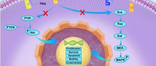 Strategic Planning in ADC Development: How to Innovate in the Crowded HER2 ADC Space?