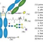 The "Connection Code" of Anti-Cancer ADCs: Unveiling the Advantages and Disadvantages of Three Coupling Technologies