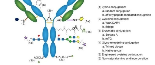 The "Connection Code" of Anti-Cancer ADCs: Unveiling the Advantages and Disadvantages of Three Coupling Technologies