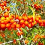 The Legend of Sea Buckthorn: A Nutritional Powerhouse