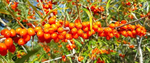 The Legend of Sea Buckthorn: A Nutritional Powerhouse