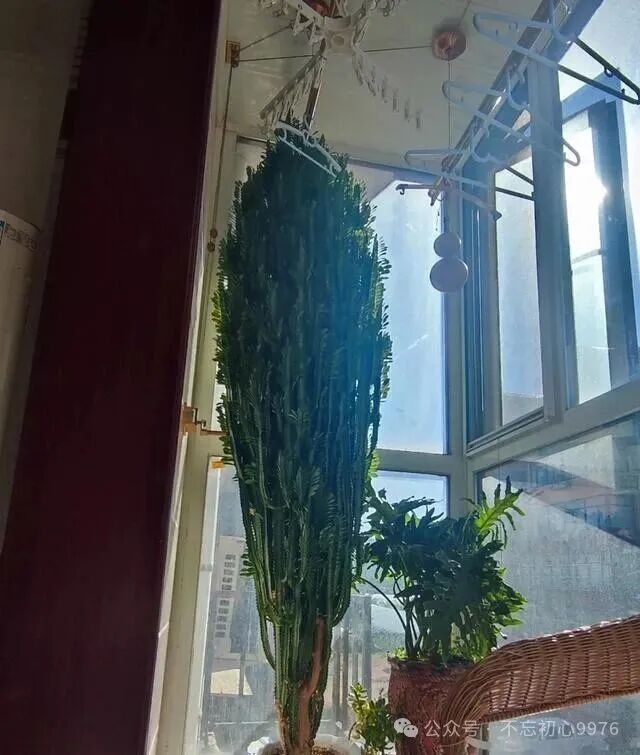 Grandfather's 11-Year-Old Dragon Bone Plant Fails to Survive: What Went Wrong with Monthly Watering?