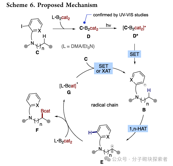 Breakthrough in C–H Borylation of Aliphatic Amines: Metal-Free Catalysis Achieves Selective Functionalization at β/γ Positions