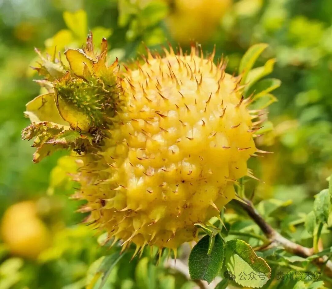 The Charm of 'Vitamin C Bombs': Do You Understand?