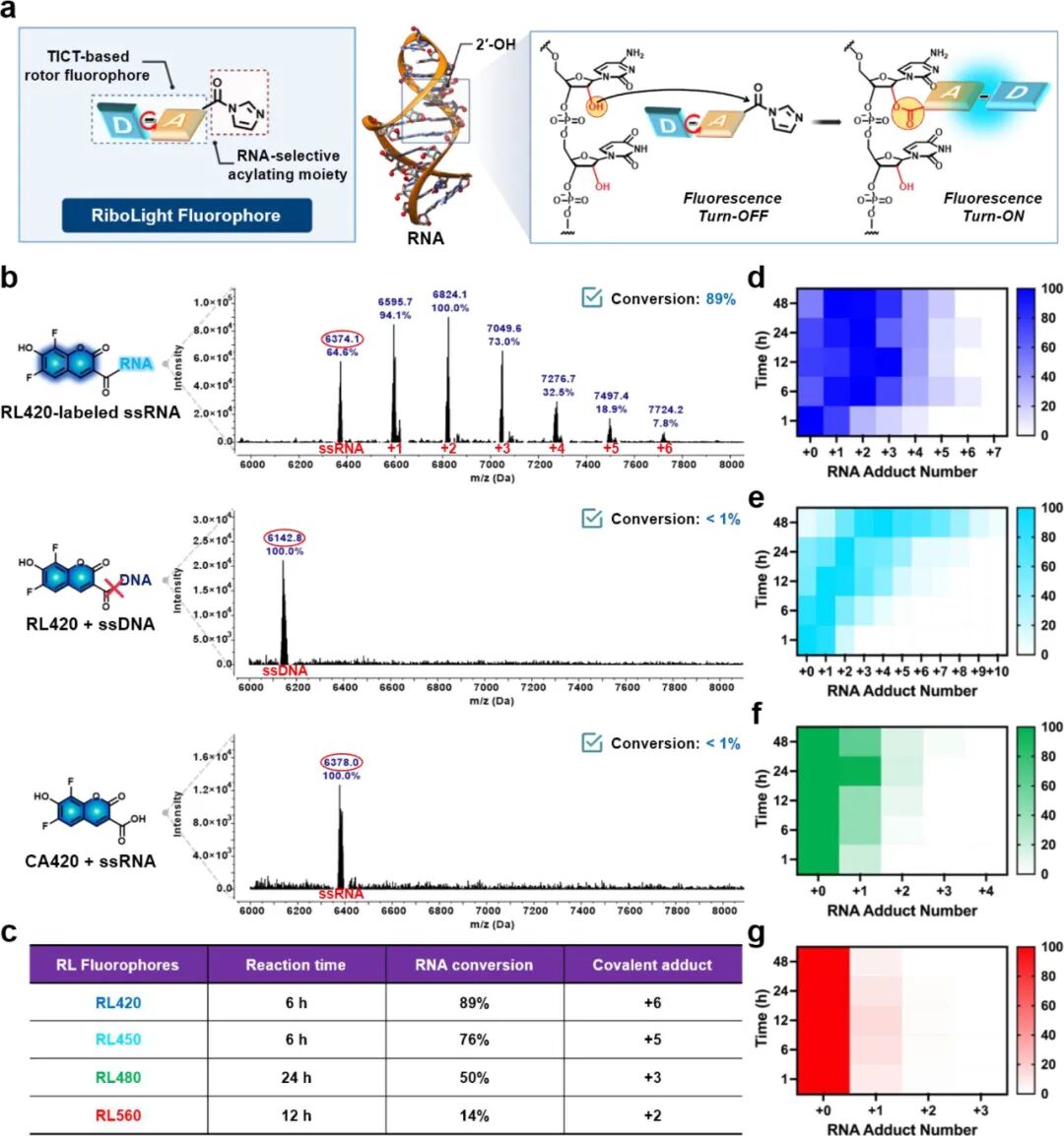 RNA Fluorescent Covalent Probes
