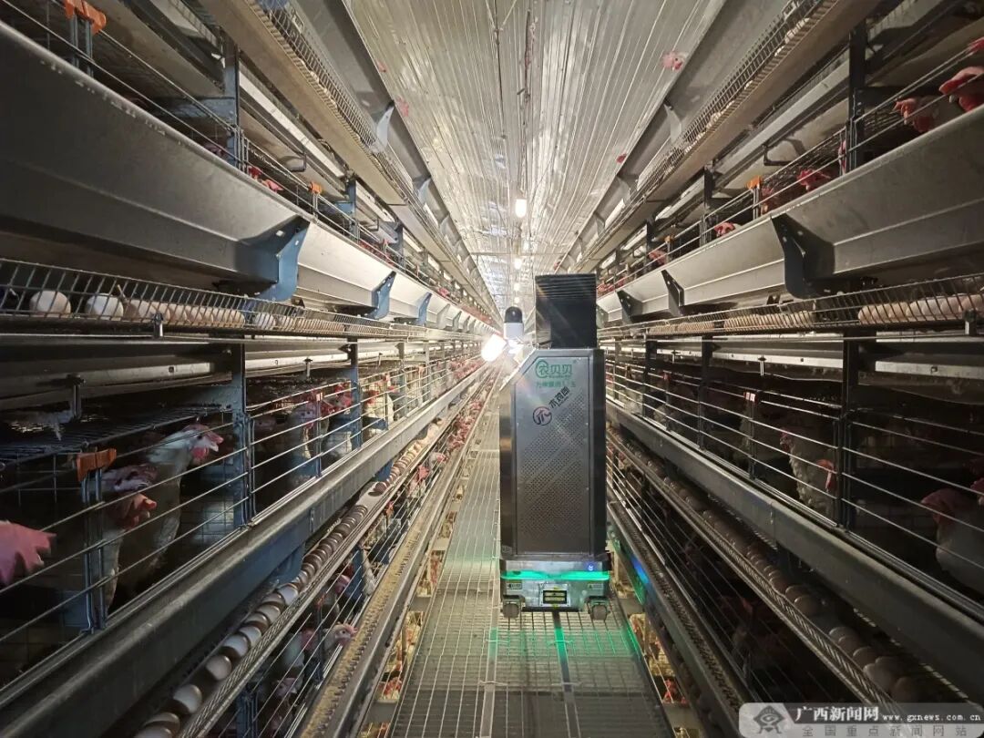A Robot Can Precisely Manage 160,000 Chickens, Replacing 24 Workers