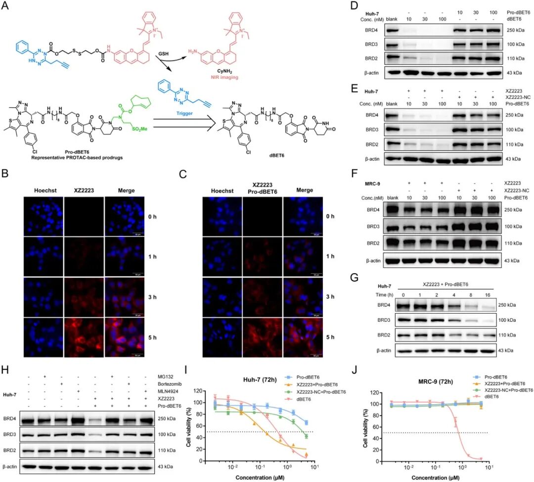 A Multifunctional Bioorthogonal Diagnostic and Therapeutic Platform for Relay Activation of Cancer Cell Imaging and Targeted Protein Degradation