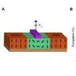 Scientists Discover Plastic Ferromagnetic Semiconductors