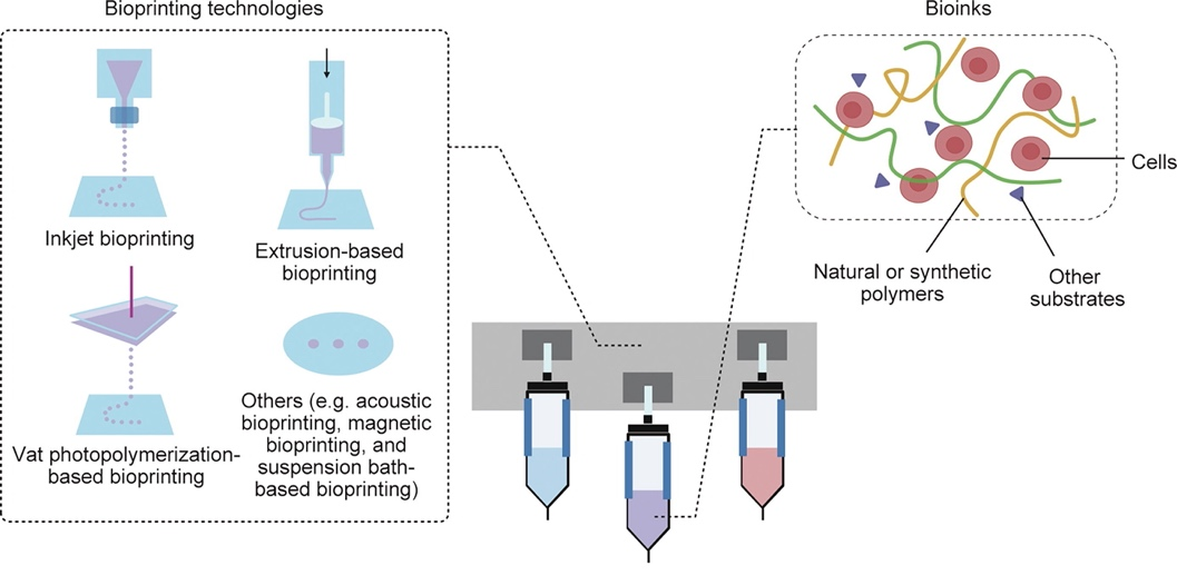 What Exactly is Biological 3D Printing?
