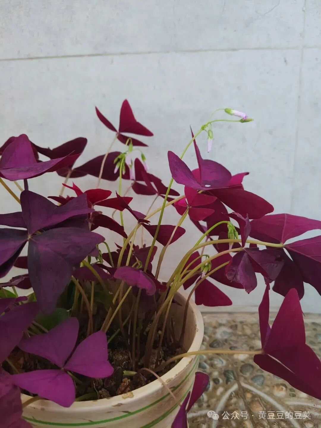 Enjoying the Beauty of Purple Oxalis