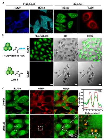 Breakthrough in RNA Imaging! Covalent Fluorescent Probes Achieve 970-Fold Selective Labeling
