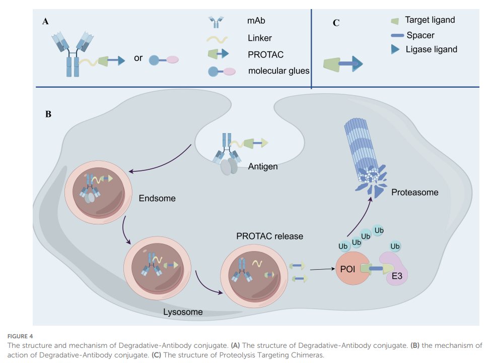 13 Approved ADCs in a Billion-Dollar Market: Why Are ADCs the New Favorite in Cancer Treatment?
