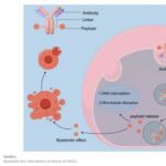 13 Approved ADCs in a Billion-Dollar Market: Why Are ADCs the New Favorite in Cancer Treatment?