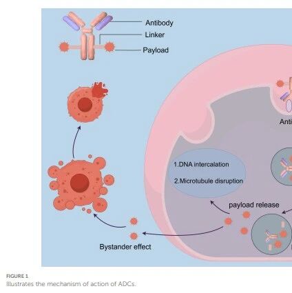 13 Approved ADCs in a Billion-Dollar Market: Why Are ADCs the New Favorite in Cancer Treatment?
