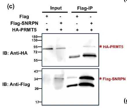 Decoding Arginine Dimethylation Isomers via pH-Tuned Reactivity with Methylglyoxal: A Chemical Approach for Functional Proteomics