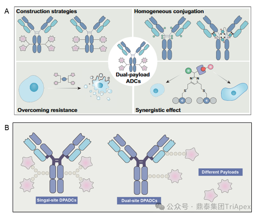 From Single Target to Multidimensional Breakthrough: The New Landscape and Strategic Evolution of Next-Generation ADC Drug Bioanalysis