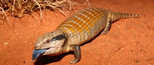 Centralian Bluetongue Skink (Tiliqua multifasciata)