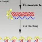 Peptide-Triggered Self-Assembly of Collagen Mimetic Peptides into Nanospheres via Electrostatic Interaction and π–π Stacking