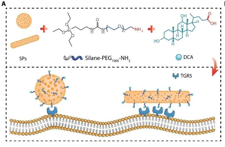 After ADC, CaDC Arrives | Shanghai Institute of Materia Medica Science Subjournal