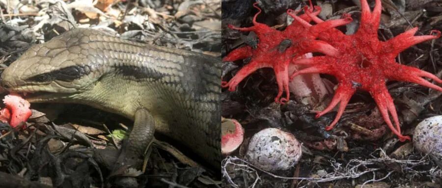 Centralian Bluetongue Skink (Tiliqua multifasciata)