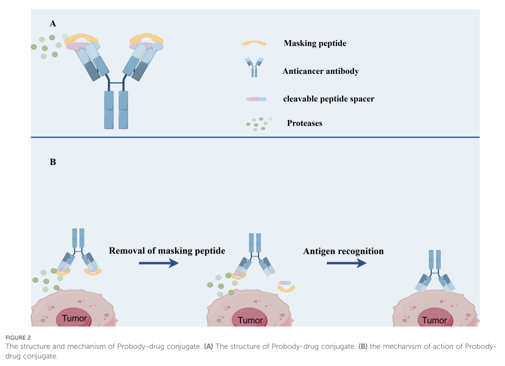 13 Approved ADCs in a Billion-Dollar Market: Why Are ADCs the New Favorite in Cancer Treatment?