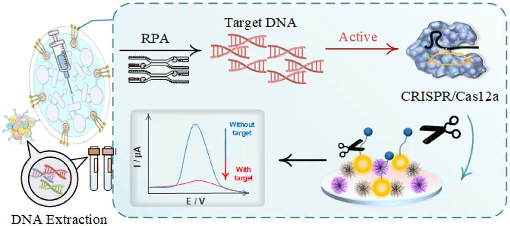 A Microfluidic Chip-Based Electrochemical Biosensor Coupled with CRISPR/Cas12a for Simultaneous Detection of Foodborne Pathogens