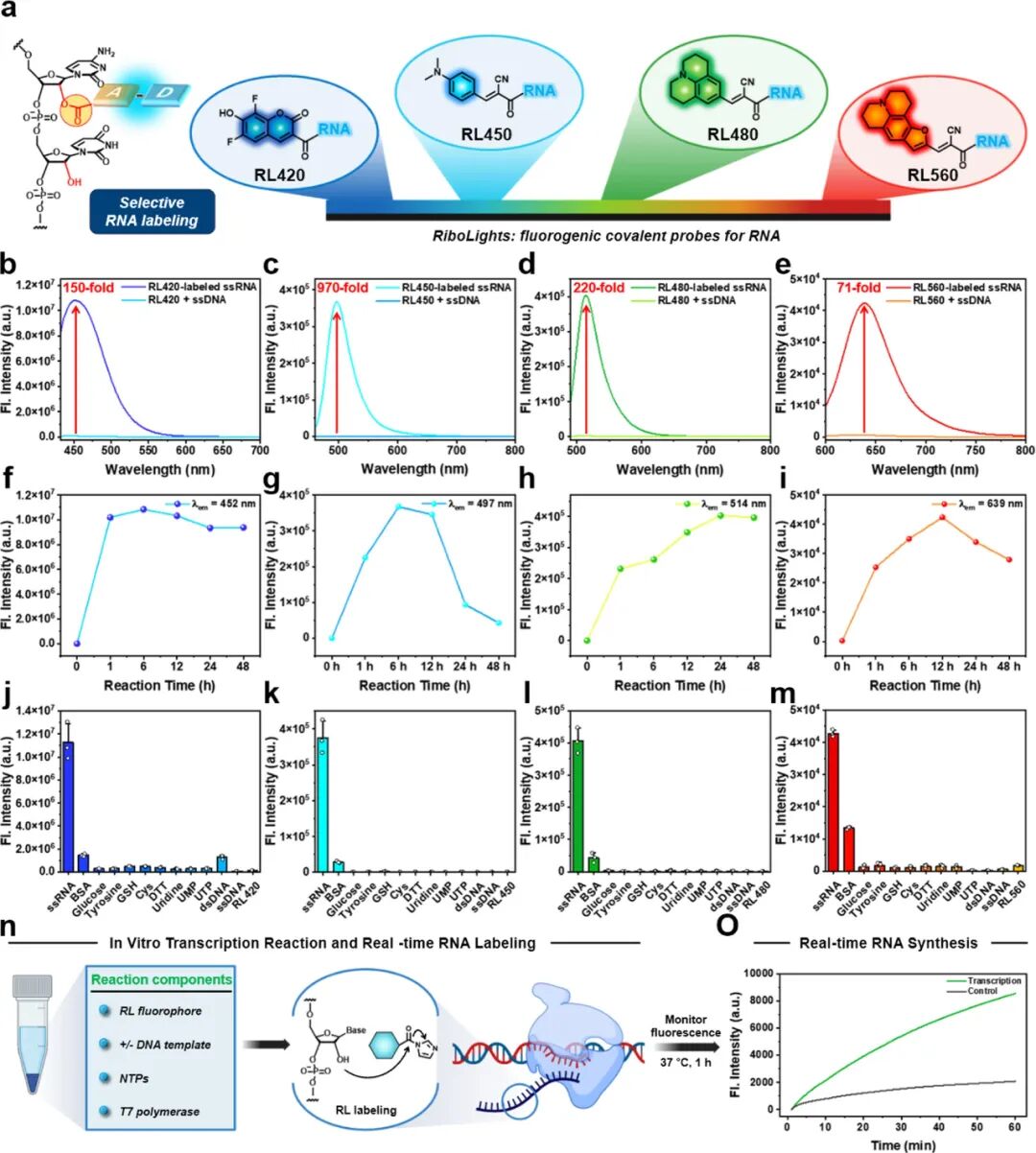 RNA Fluorescent Covalent Probes