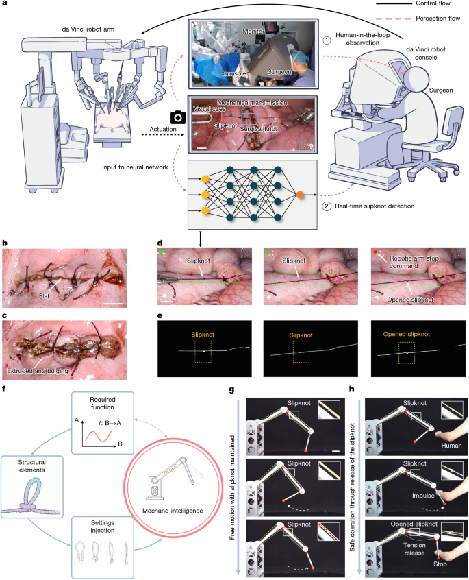 Precision Force Control in Robotics: A Knot Solution! Zhejiang University's Knot Technology Featured on the Cover of Nature! Endowing Robots with 'Muscle Memory'