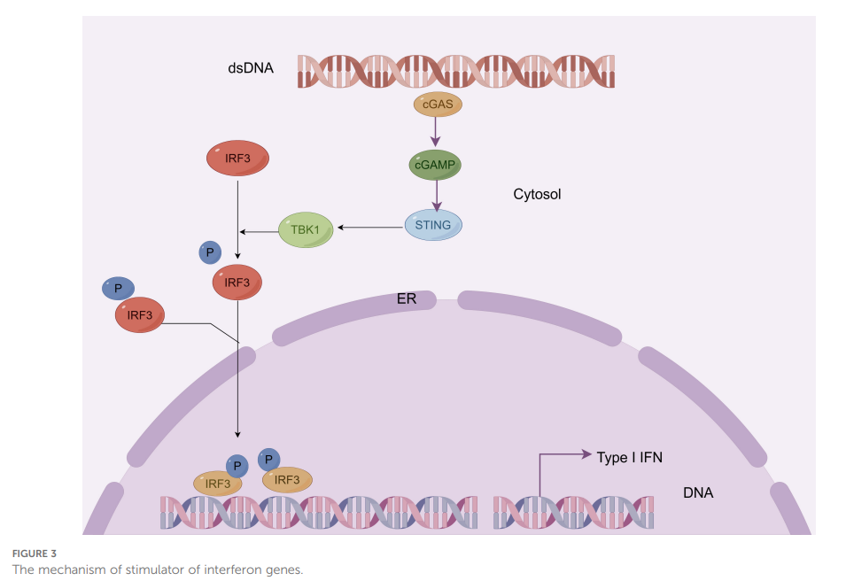 13 Approved ADCs in a Billion-Dollar Market: Why Are ADCs the New Favorite in Cancer Treatment?