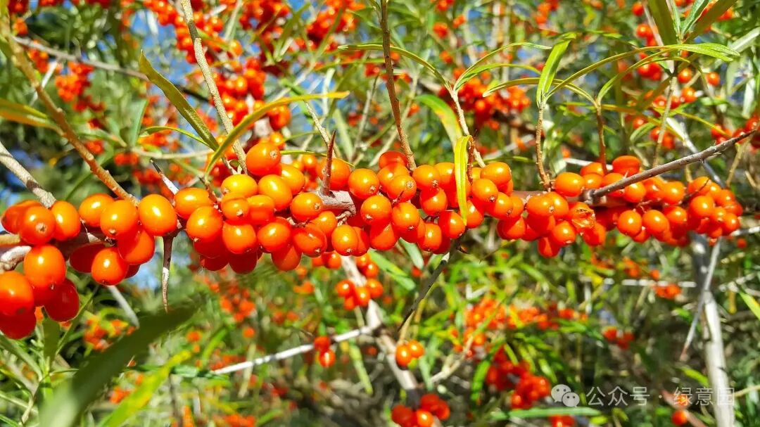 The Legend of Sea Buckthorn: A Nutritional Powerhouse