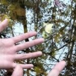 Reflections on Life and Growth