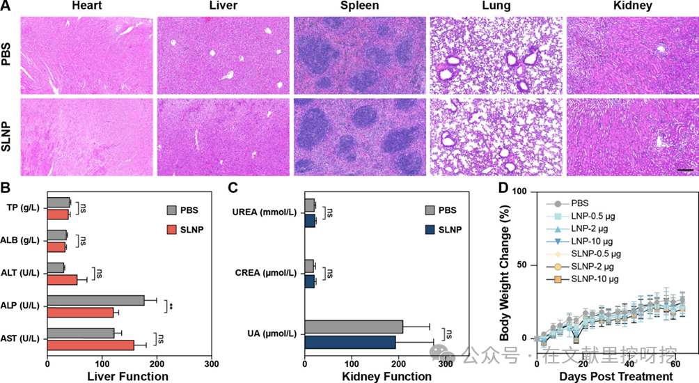 Engineering Thiol-Mediated Uptake Lipid Nanoparticles: Breaking Endosomal Barriers for Enhanced mRNA Expression