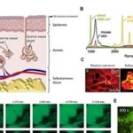 Emerging Applications of Stimulated Raman Scattering Microscopy for Medicinal Chemistry and Drug Discovery