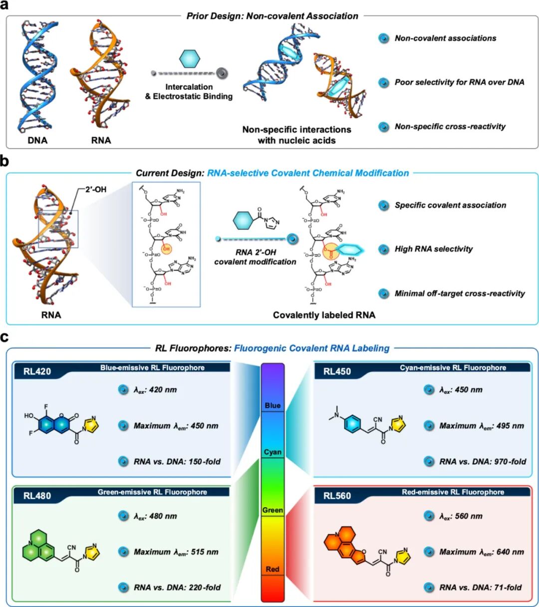 RNA Fluorescent Covalent Probes