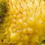 The Charm of 'Vitamin C Bombs': Do You Understand?