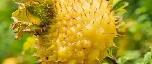The Charm of 'Vitamin C Bombs': Do You Understand?